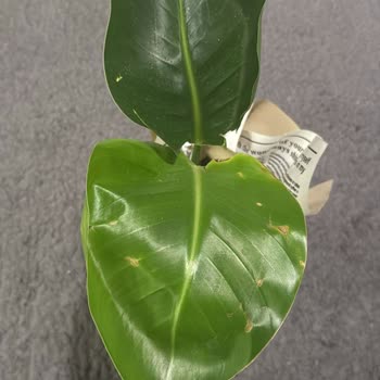 Yanlış Ve Kalitesiz Ürün Teslimatı Sonrası Yetersiz Çözüm Süreci