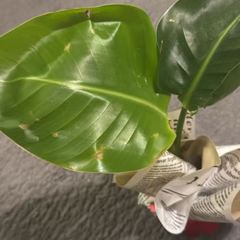 Yanlış Ve Kalitesiz Ürün Teslimatı Sonrası Yetersiz Çözüm Süreci