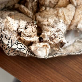 Hijyen Sorunu Ve Böcekli Ürün Şoku: Sağlığımız Tehlikede