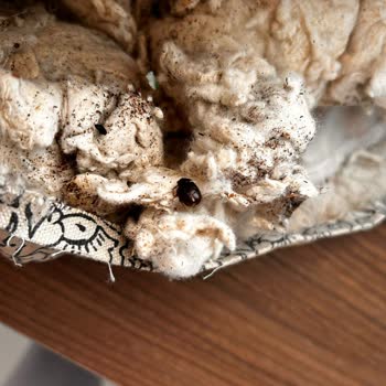 Hijyen Sorunu Ve Böcekli Ürün Şoku: Sağlığımız Tehlikede