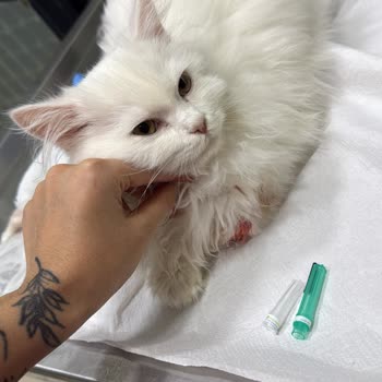 Jungle Kuzu Etli Kedi Maması Kedilerimde Zehirlenmeye Ve Yüksek Veteriner Masraflarına Sebep Oldu