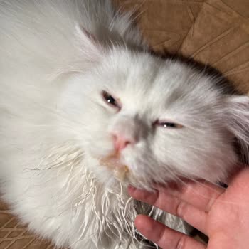 Jungle Kuzu Etli Kedi Maması Kedilerimde Zehirlenmeye Ve Yüksek Veteriner Masraflarına Sebep Oldu