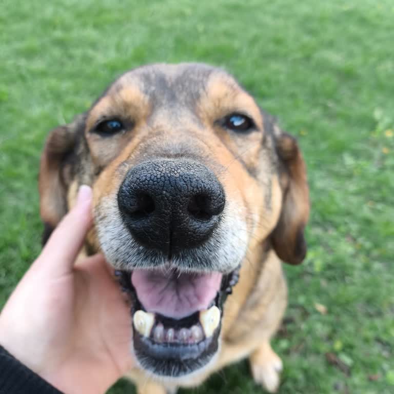 Sahipsiz Bir Köpeğin Barınağa Alınma Sürecinde Yaşanan Usulsüzlük ve Bilgilendirme Sorunları