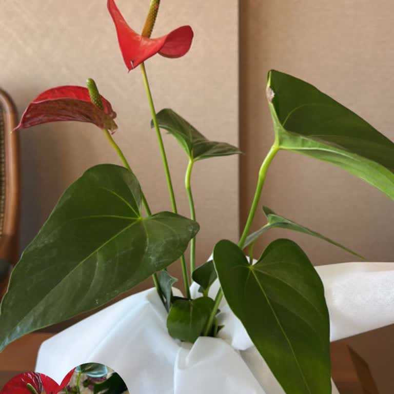 Görselden Farklı Ve Özensiz Gelen Hediye Bitkisi Hayal Kırıklığı Yarattı