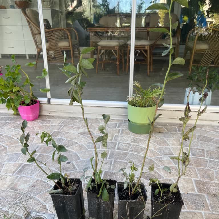 Reklamda Gösterilen Meyveli Yaban Mersini Yerine İnce Ve Sağlıksız Fidan Gönderildi