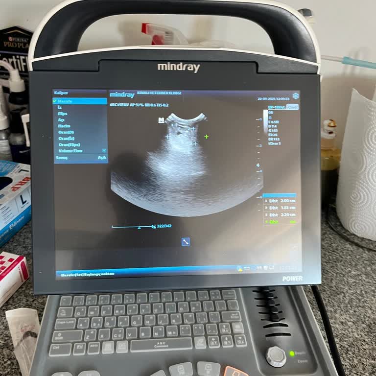 Kedilerimde Aşı Sonrası Oluşan Tümör Ve Maddi Kayıp Mağduriyeti