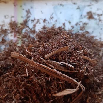 Camel Yellow Tütün Paketinde Sürekli Ağaç Parçası Çıkıyor