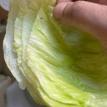 Siparişte Böcek Ve Küf Şoku: Hijyen Sorunu Ve İade Talebi