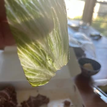 Siparişte Böcek Ve Küf Şoku: Hijyen Sorunu Ve İade Talebi