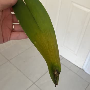 Bir Haftada Çürüyen Orkide Ve İlgisiz Müşteri Hizmetleri