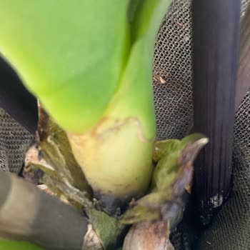 Bir Haftada Çürüyen Orkide Ve İlgisiz Müşteri Hizmetleri