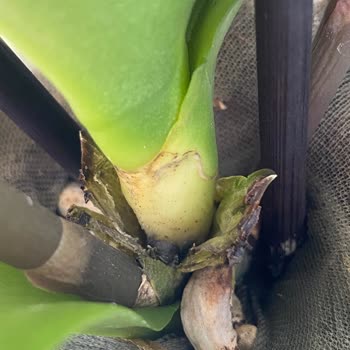 Bir Haftada Çürüyen Orkide Ve İlgisiz Müşteri Hizmetleri