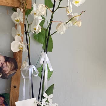 Bir Haftada Çürüyen Orkide Ve İlgisiz Müşteri Hizmetleri