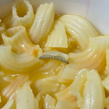 Knorr Çabuk Makarna İçinden Tırtıl Çıkması Ve Geri Dönüş Alınamaması