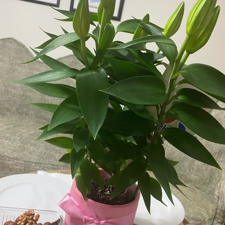 Yanlış Ürün Teslimatı ve Müşteri Hizmetleri Sorunu