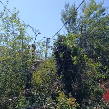 İzinsiz Ağaç Kesimi Ve Mağduriyet