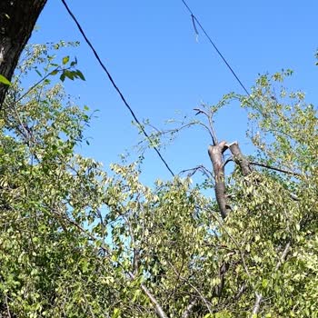 İzinsiz Ağaç Kesimi Ve Mağduriyet