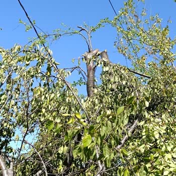 İzinsiz Ağaç Kesimi Ve Mağduriyet