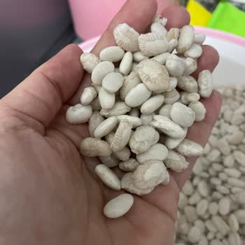 Tarım Kooperatifinden Aldığım Fasulye Suda Dağıldı, Ürün Değişimi Talep Ediyorum