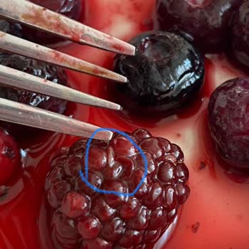 Dondurulmuş Orman Meyvesinde Kurt Şoku Ve İlgisiz Müşteri Hizmeti