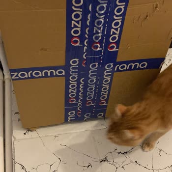 Yanlış Kedi Maması Gönderimi Ve Mağduriyetin Giderilmemesi