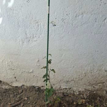 Sipariş Verilen Fidanlar Kırık Ve Eksik Boyutlarda Teslim Edildi, Satıcıdan Yanıt Alınamıyor