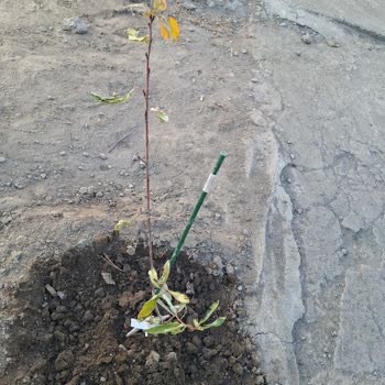 Sipariş Verilen Fidanlar Kırık Ve Eksik Boyutlarda Teslim Edildi, Satıcıdan Yanıt Alınamıyor