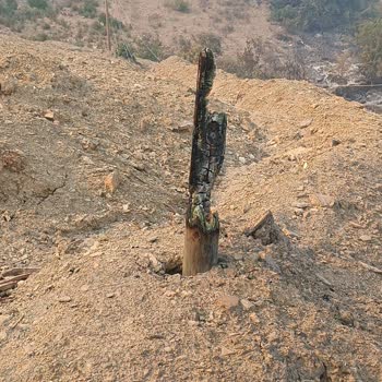 Elektrik Direkleri Tarlamdan Geçiyor Mağduriyetim Giderilmiyor