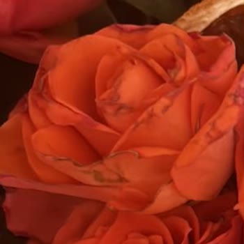 Solmuş Çiçek Ve İlgisiz Müşteri Hizmetiyle Hayal Kırıklığı