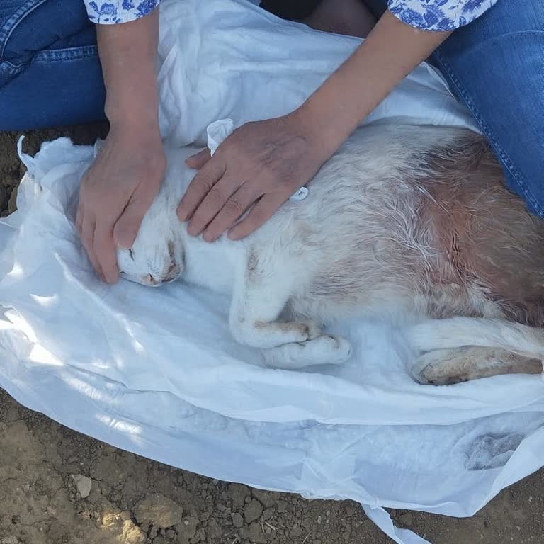 Topkapı Fatih Veteriner Hastanesinde İlgisizlik Ve Kayıtsızlık Nedeniyle Kayıp Yaşadım