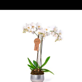 Sipariş Edilen Orkide Farklı Ve Eksik Teslim Edildi, Müşteri Hizmetleri İlgisiz Kaldı