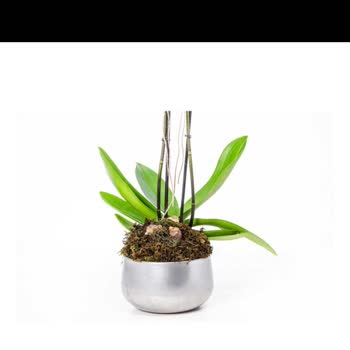 Sipariş Edilen Orkide Farklı Ve Eksik Teslim Edildi, Müşteri Hizmetleri İlgisiz Kaldı