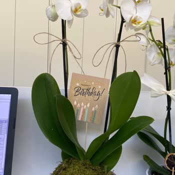 Sipariş Edilen Orkide Farklı Ve Eksik Teslim Edildi, Müşteri Hizmetleri İlgisiz Kaldı