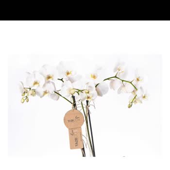 Sipariş Edilen Orkide Farklı Ve Eksik Teslim Edildi, Müşteri Hizmetleri İlgisiz Kaldı