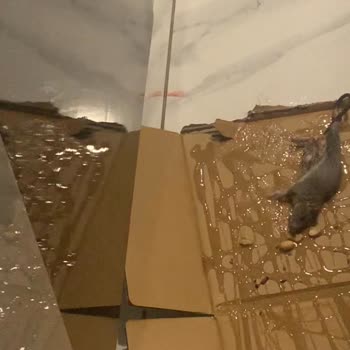 Biosin İlaçlama & Dezenfeksiyon Yetersiz Hizmet Ve Tehditkar Yaklaşım