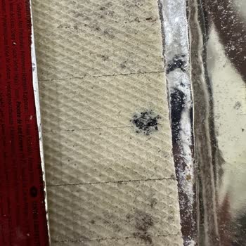 Aldığım Gofretin İçinden Siyahlık Çıktı, Sağlığım Tehlikede!