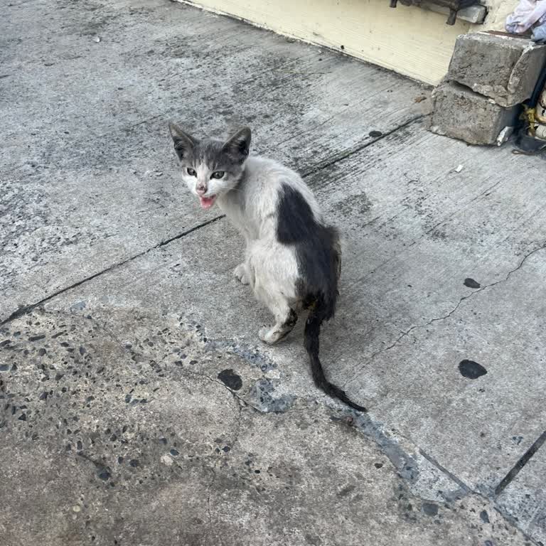 Beyoğlu Belediyesi Yaralı Kedi İçin Belediyelerden Yetersiz Ve Gecikmeli Destek!