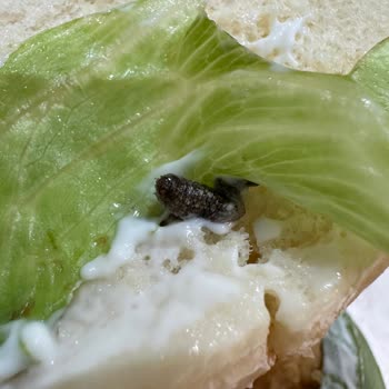 Siparişimde Hijyen Sorunu Ve Ücret İadesi Problemi Yaşadım