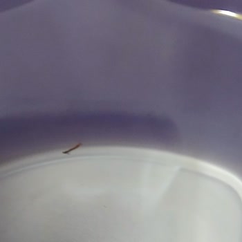 Musluklardan Kurtçuklu Su Geliyor, Acil Müdahale Bekliyoruz