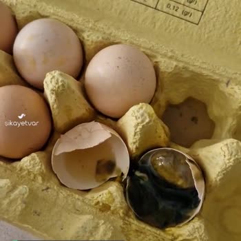 A101'den Aldığım Yumurta Simsiyah Ve Bozuk Çıktı!
