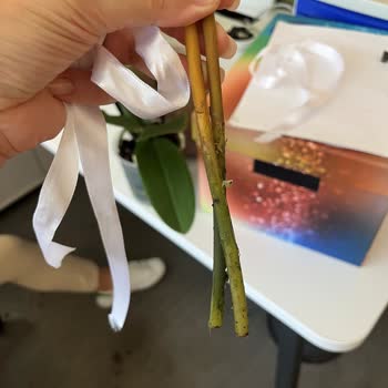 Çiçek Sepeti Orkide Hediyesi Köksüz Ve Solmuş Teslim Edildi Müşteri Hizmeti Yok