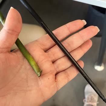 Çiçek Sepeti Orkide Hediyesi Köksüz Ve Solmuş Teslim Edildi Müşteri Hizmeti Yok