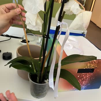 Çiçek Sepeti Orkide Hediyesi Köksüz Ve Solmuş Teslim Edildi Müşteri Hizmeti Yok