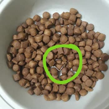 Kedi Mamasından Zımba Teli Çıktı, Sağlık Riskiyle Karşı Karşıyayım