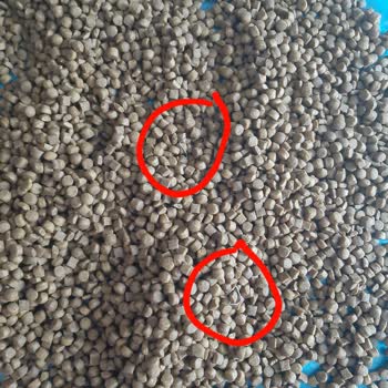 Kedi Mamasından Zımba Teli Çıktı, Sağlık Riskiyle Karşı Karşıyayım