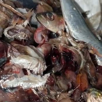 Pekdemir Çiftliği AVM Parazitli Balık
