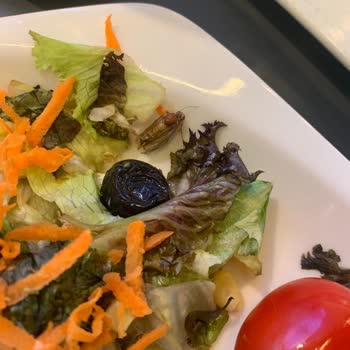 Tavuk Dünyası'nda Hijyen Sorunu Ve Ücret İadesi Talebim Karşılanmadı