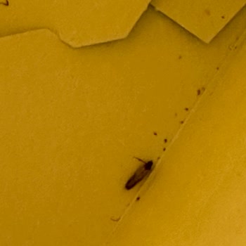 Noi Badem Unundan Böcek Çıktı