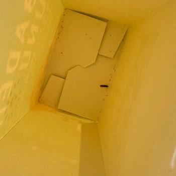 Noi Badem Unundan Böcek Çıktı