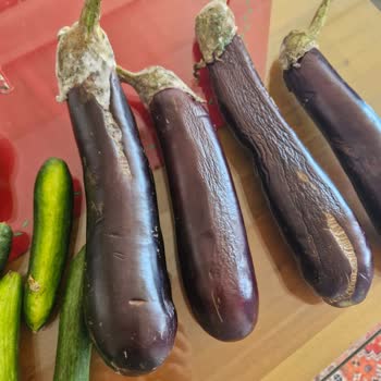 Beko Buzdolabında Sebzelik Bölmesinde Sürekli Su Birikmesi Ve Çözüm Sunulmaması